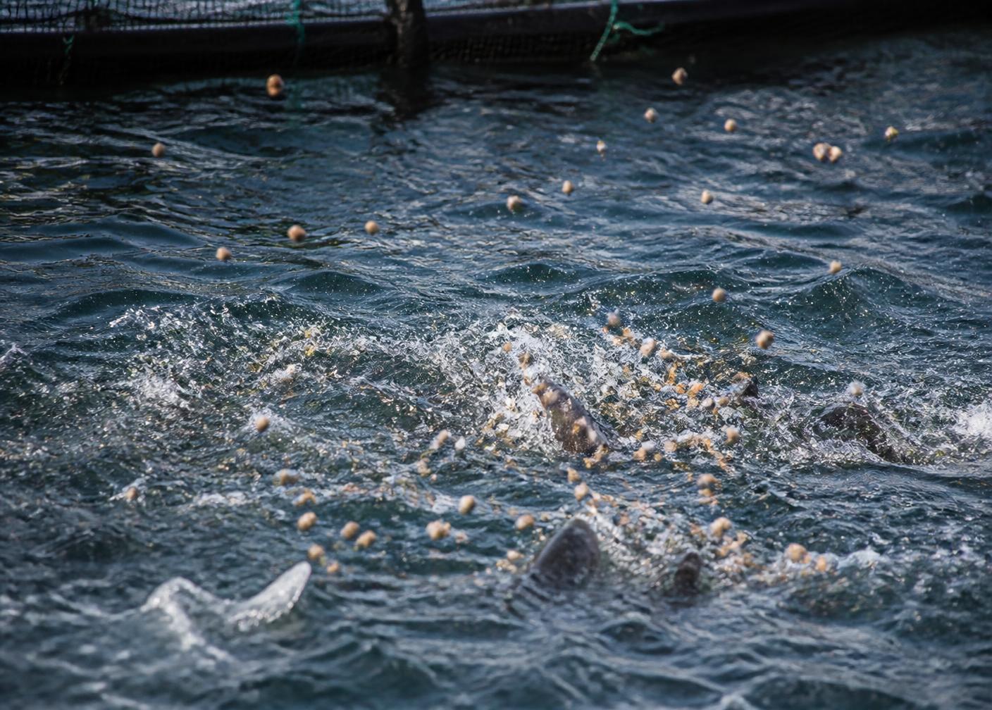 Feed pellets scattering across the surface of a stocked sea cage