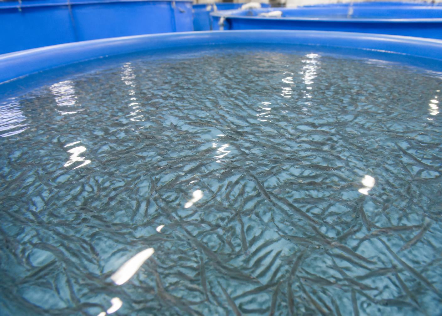 Seabass fingerlings in a hatchery nursery tank
