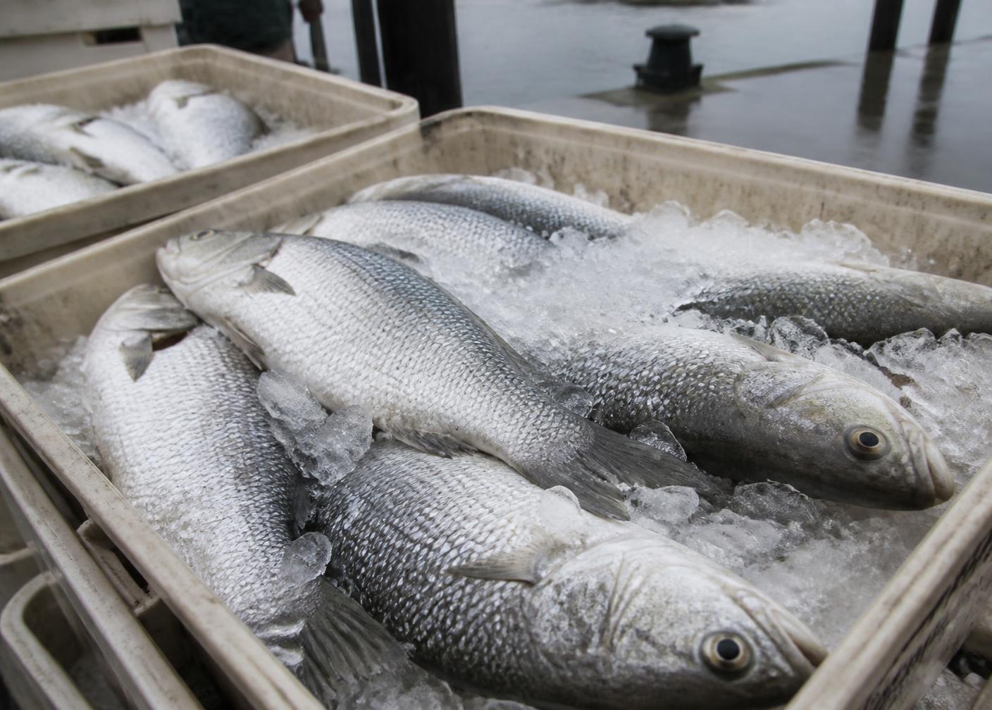 Harvested seabass packed on ice in crates at a landing dock