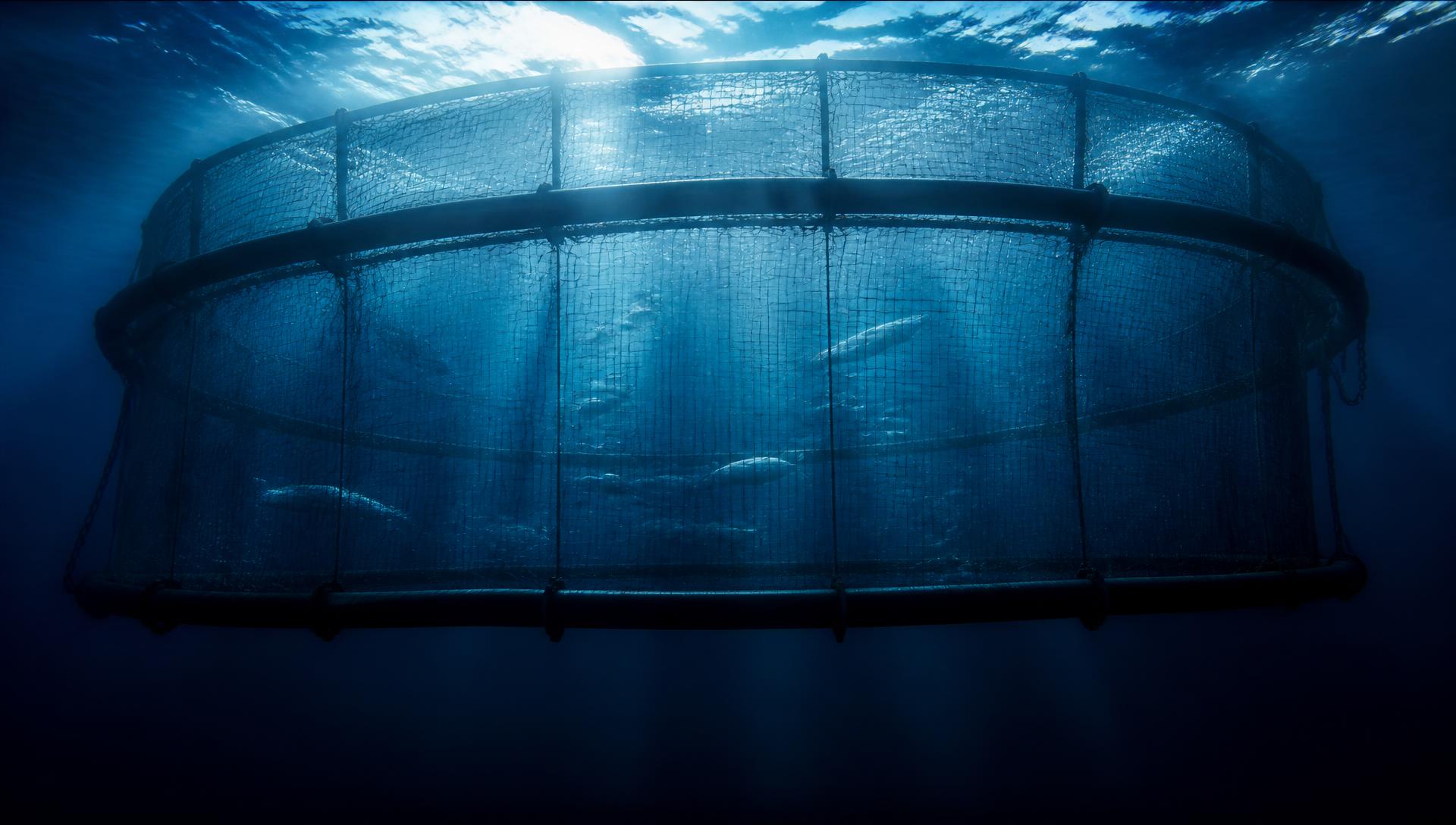 Underwater view of a marine aquaculture cage in deep ocean water