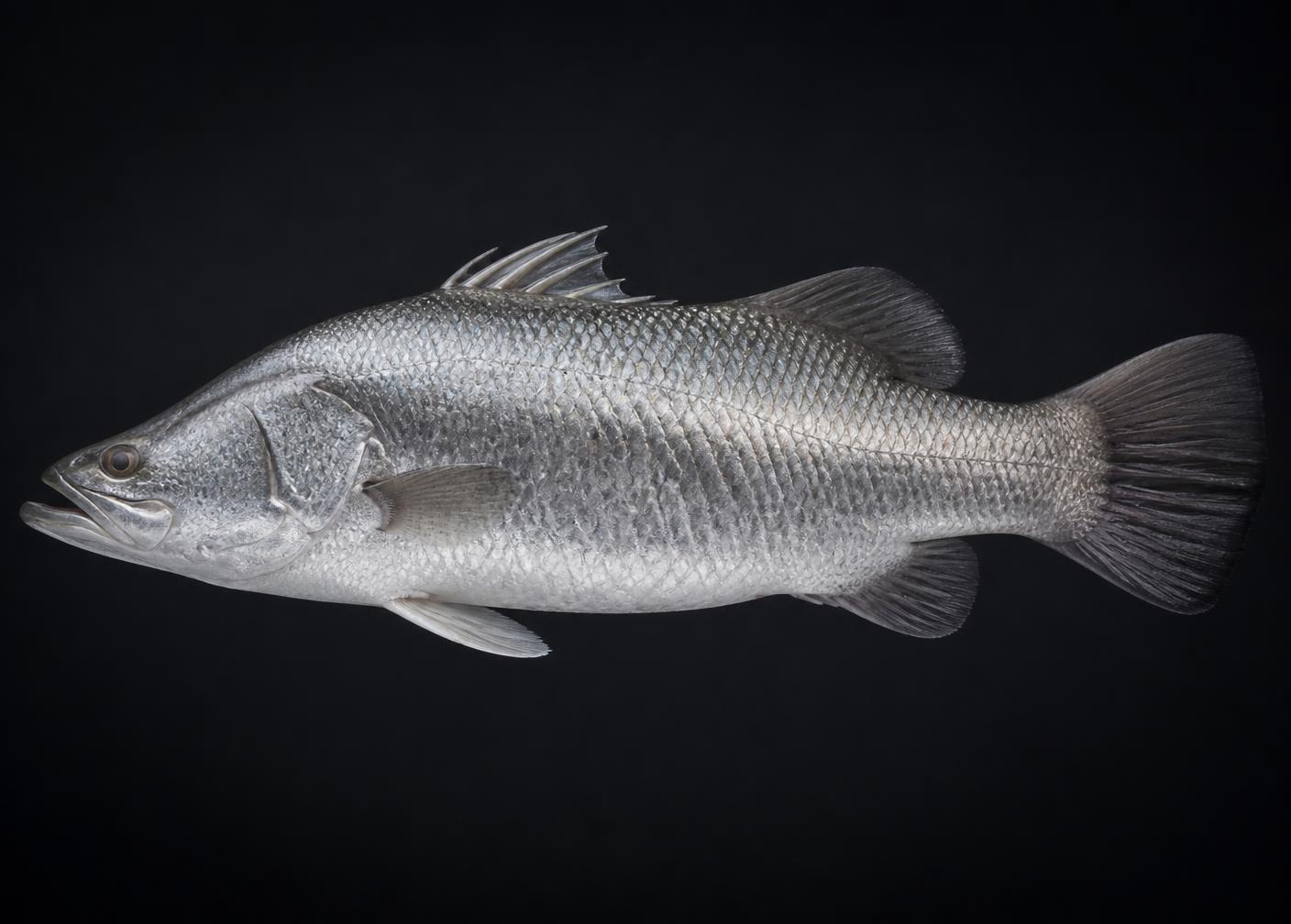 Asian Seabass (Lates calcarifer) photographed in profile
